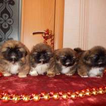 Пекинес Казани, в Казани