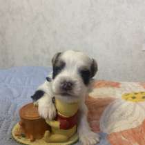 Щенки Бивер терьера, в Санкт-Петербурге