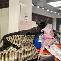 Девон Рекс шоколадная девочка, в Омске