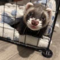 Хорек 2 месяца, в Омске