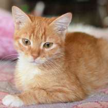 Рыжее солнышко Марсик в лучшие ручки, в Москве