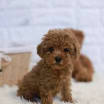 Той Пуделя очень красивые щеночки, в Омске