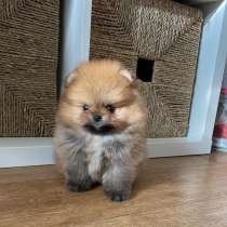 Щенки шпиц мини мишка плюшевый, в г.Варшава