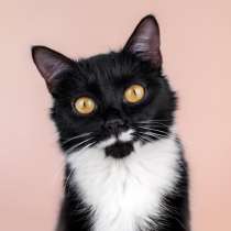 Маркиза Дарья, черно-белая кошка в добрые руки, в Москве