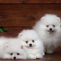 Шптц Улан Уде, в Улан-Удэ