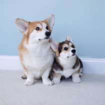 Корги Анапа, в Анапе