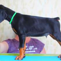 Doberman puppy, в Санкт-Петербурге