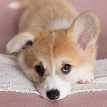 Корги Абакан, в Абакане