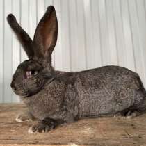 Кролики Гиганты Немецкий, Бельгийский Великан, в Брянске