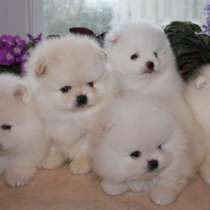 Шпиц Геленджике, в Геленджике