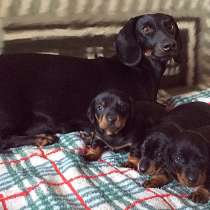 Такса Омск, в Омске