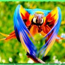 Куплю попугаев не дорого, канареек, птиц., в Москве