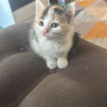 Котёнок 1 месяц отдам в добрые руки, в Пскове