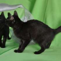 Отдам даром Фантик и Ириска, ласковые котята в дар, в Москве