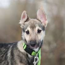 Ищете верного друга и компаньона для всей семьи?, в Москве