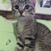 Это Салинка! Чудесная нежная девочка!, в Москве