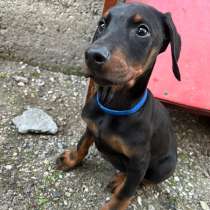 Доберман европейский чистокровный, в Нальчике