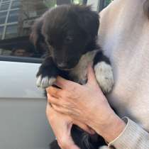 Отдам щенка в добрые руки, в Москве