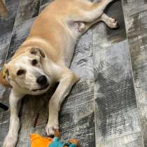 Отдадим солнечного красавчика Барабашку в заботливые руки, в Москве