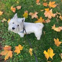 Кобель для вязки, в Москве