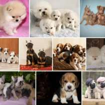 Питомник щенков Омск, в Омске