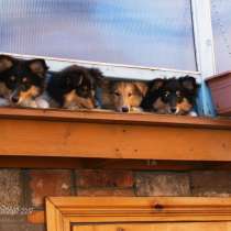 Щенки шелти в Астрахани, в Астрахани