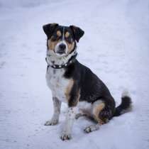 Небольшой песик Бруно метис энтлебухер зенненхунда ищет дом!, в Москве