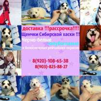 Яркие малыши хаски разных окрасов, в Оренбурге