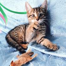 Котята, в Реутове