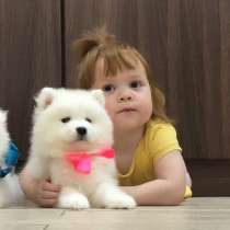 Мишутки Щеночки самоедской лайки), в Переславле-Залесском