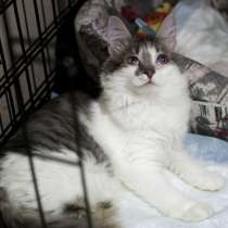 Кошечка Кристл, в Москве