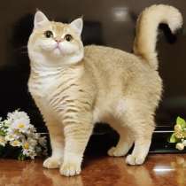 British Shorthair male ny11, в г.Дубай