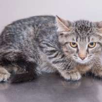 Юному исследователю Прокофию нужен дом, в Москве