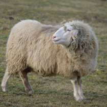 Племенные овцы Белый бергсчаф (Скот из Европы), в Красноярске