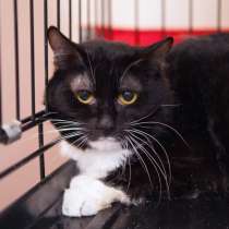 Робкий Моцарт ищет уютный дом, в Москве