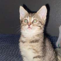 Котенок девочка, в Ялте