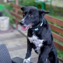 Бимка, хороший парнишка ищет любовь человека, в Москве