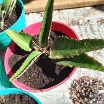 Каланхоэ лечебное, в Щёлкино