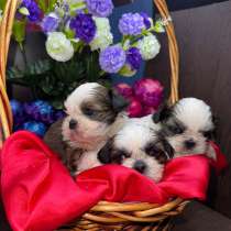 Щеночки Ши-тцу, в Москве