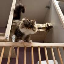 Передержка кошек. Астрахань, в Астрахани