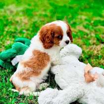 Кавалер Кинг Чарльз спаниель, в Москве