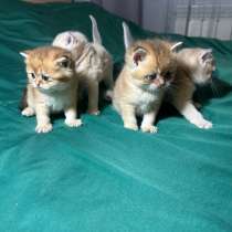 Британские короткошёрстные котята, в Анапе