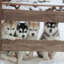 Хаски Новосибирске, в Новосибирске