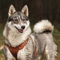 Грейси ищет дом!, в Москве