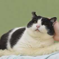 Кот ищет дом, в Москве