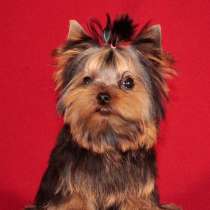 Йоркширский терьер- мини мальчик, питомник РКФ, в Москве