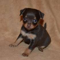 Той терьер Сахалин, в Южно-Сахалинске