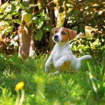 Джек расел Якутск, в Якутске