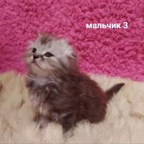 Котята вислоухие шотландские, в Костроме