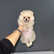 Шпиц, в г.Берлин